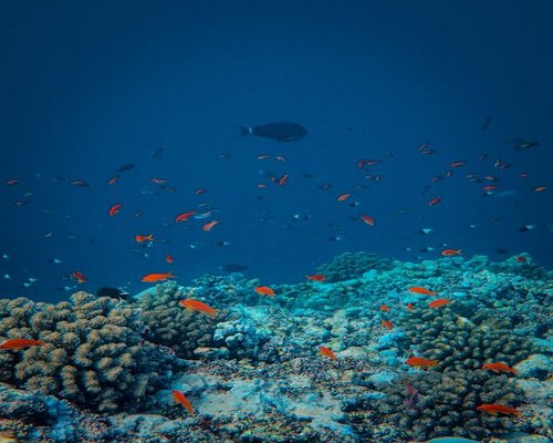 Angled smartphone showing the fictional Coral Boost Expedition ocean game