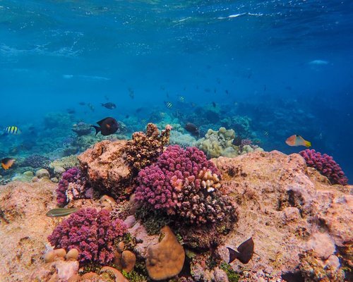 Preview of the fictional Coral Boost Expedition game